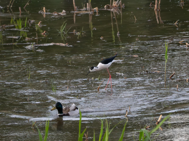 黑翅长脚鹬-腾龙