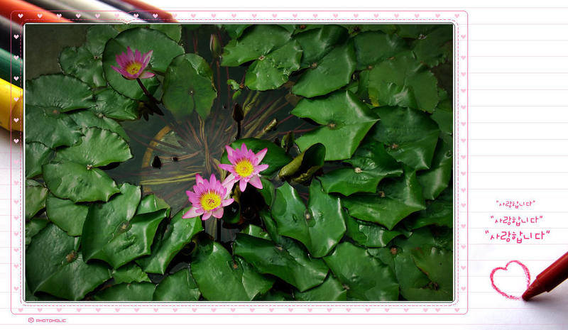 睡莲。。。。。。。。。