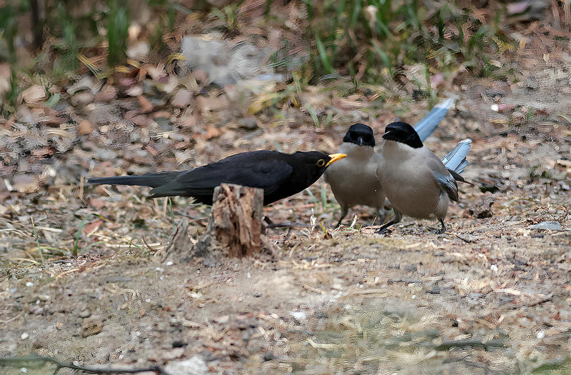 争食-2（鸟类）