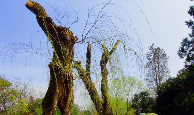 杨柳。。。。。。