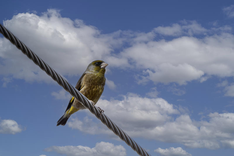 小山雀（徕卡）