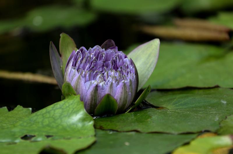 随时拍摄的花儿.
