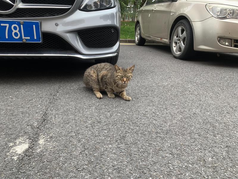 小区中的猫咪