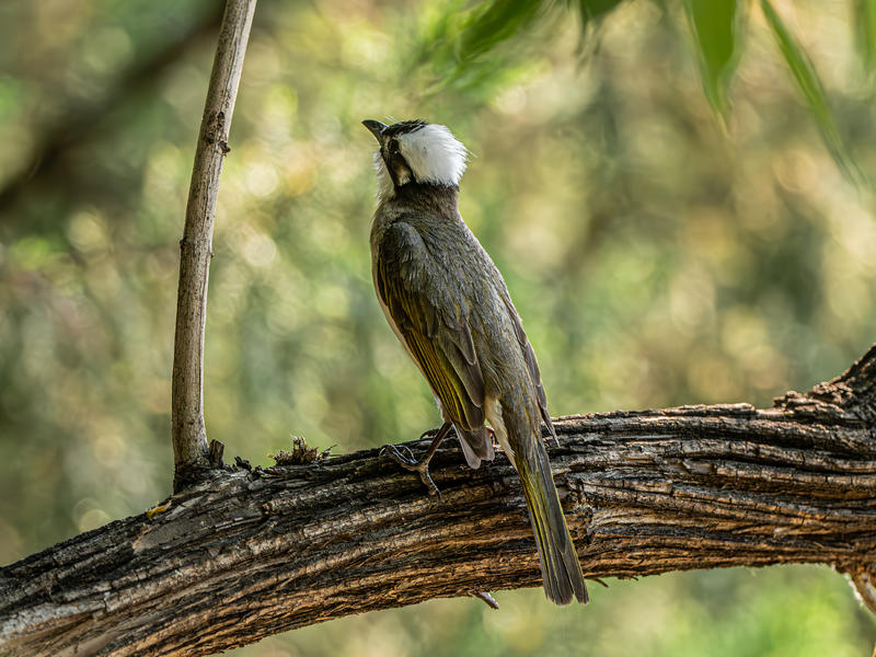 树枝上的白头鹎-腾龙