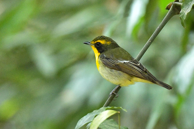 琉球姬鹟，蓝歌鸲