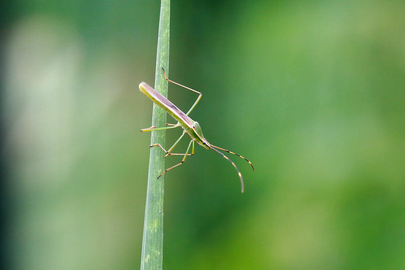 稻缘蝽 （高原）