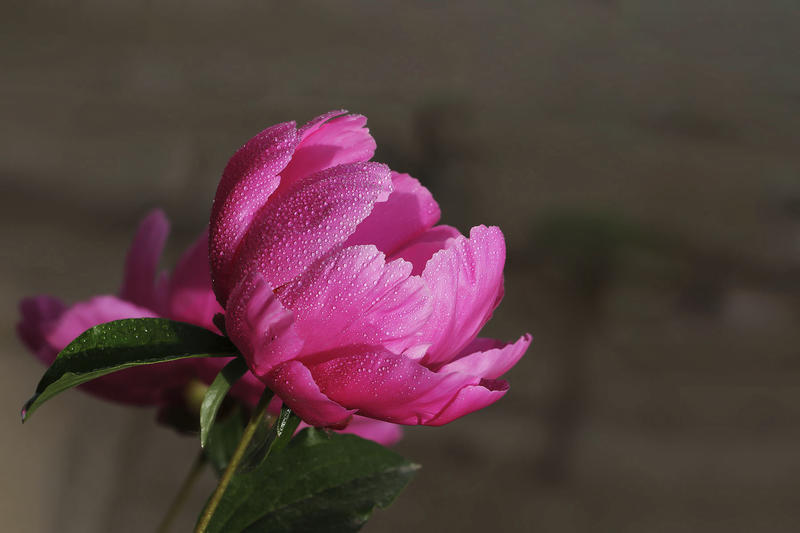 习拍花卉芍药------（5）