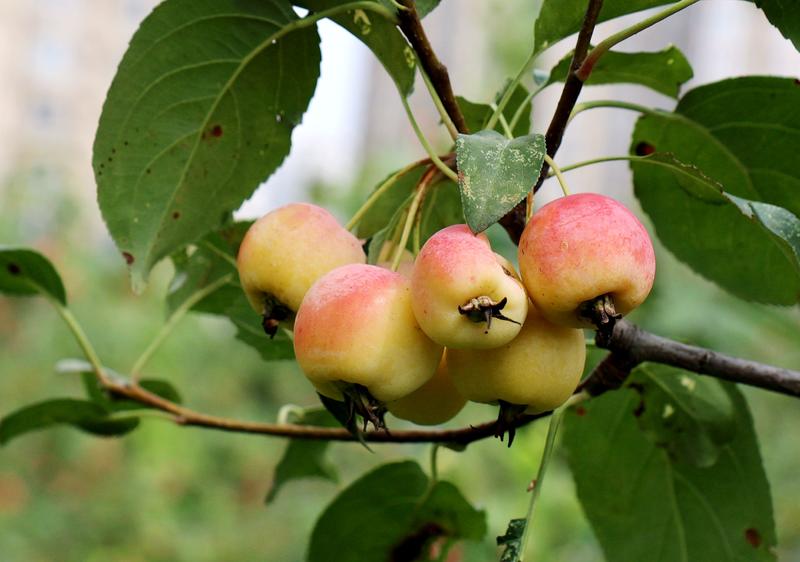 非常诱人的海棠果，。