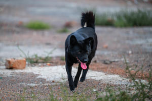 牡丹传奇——寻亲记（长篇连载）