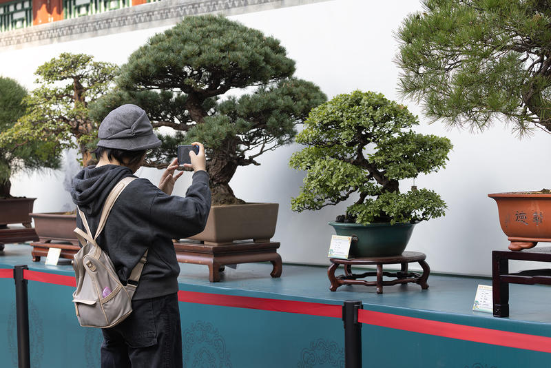 “舒华布实”精品盆景展        3