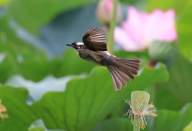 荷花上家雀和白头碑；