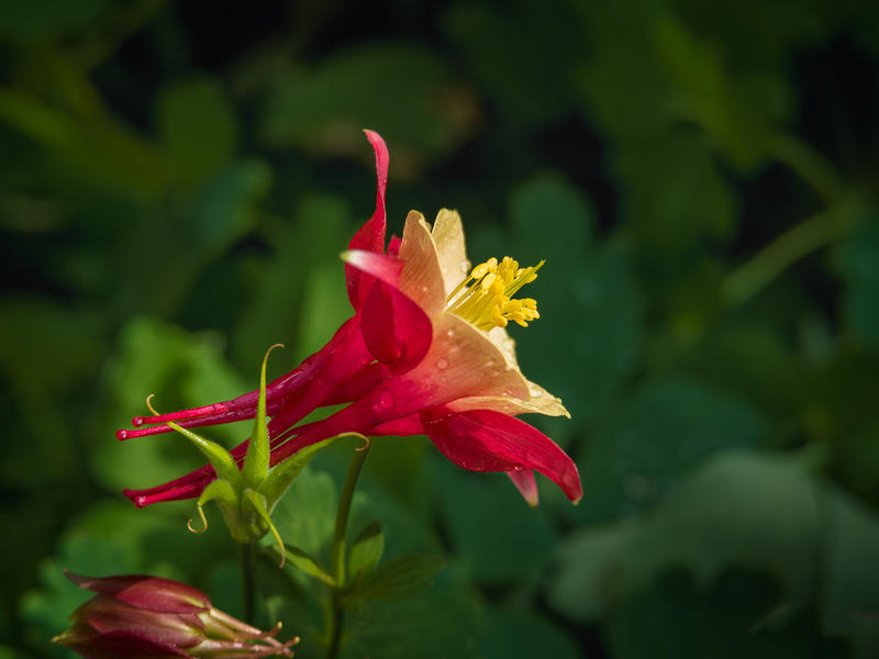 我的城市开花了