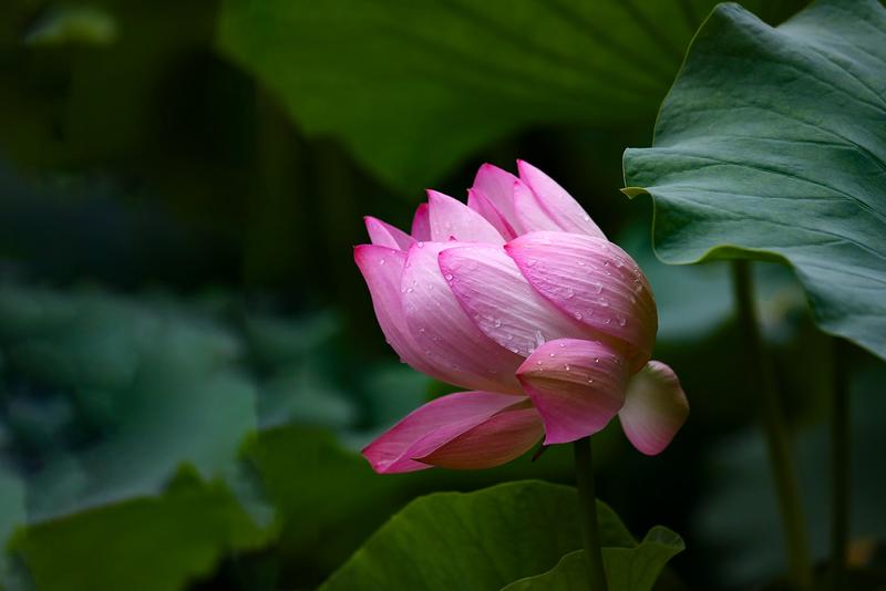 裕西公园荷花盛开