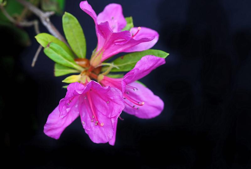 花色鲜艳杜鹃红