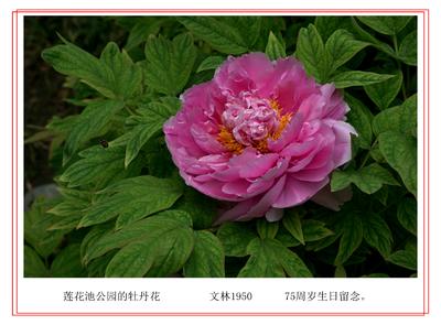 学摄影习作------------京城百花-------------