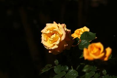 月季花儿——（佳能