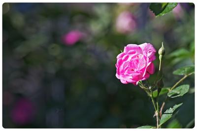 蔷薇。。。。。。。。。