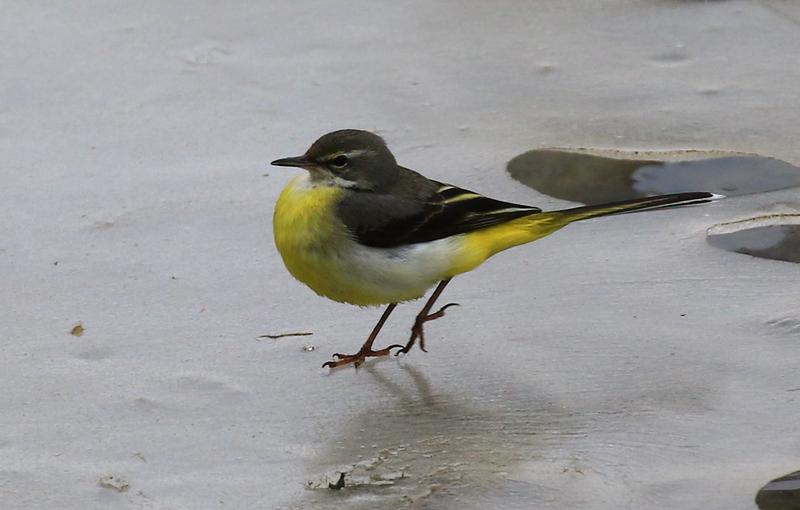 聪明的小机灵。
