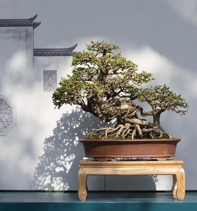 “舒华布实”精品盆景展           3