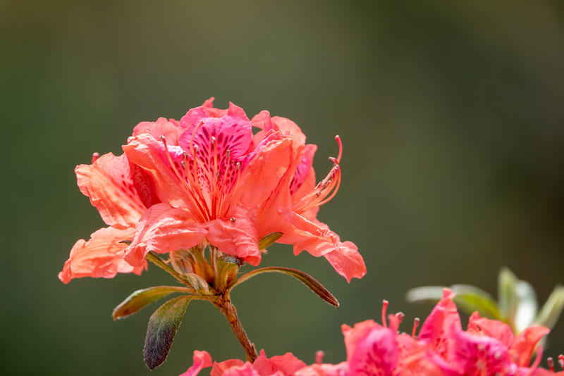 杜鹃花（红色）