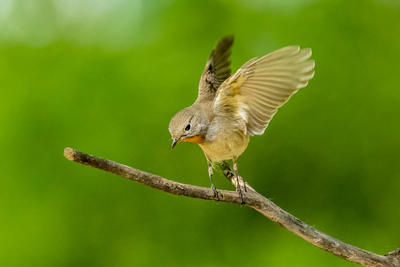红喉姬鹟（三）。