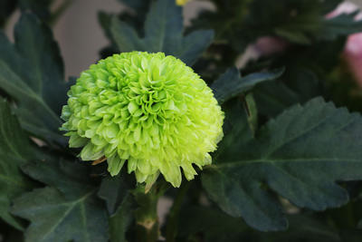 习拍花卉 ------ 乒乓菊