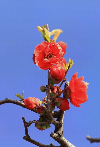 漂亮的贴梗海棠花，，