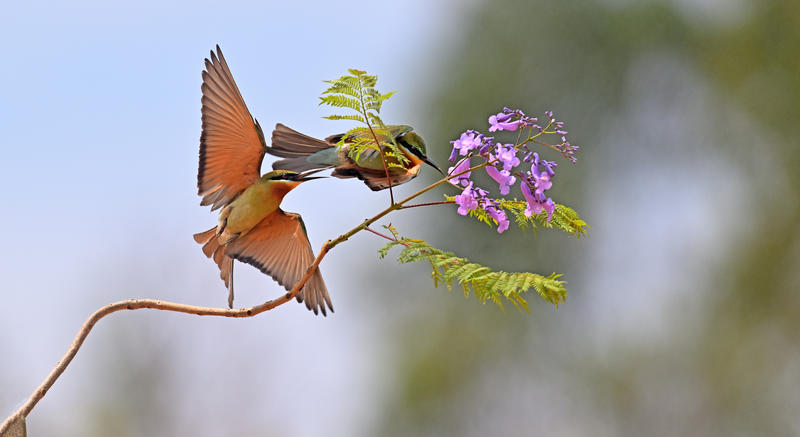 栗喉蜂虎---广东电白拍摄