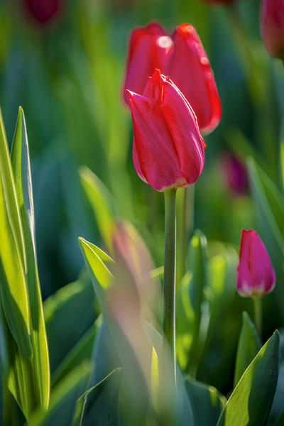 郁金香（六）。。