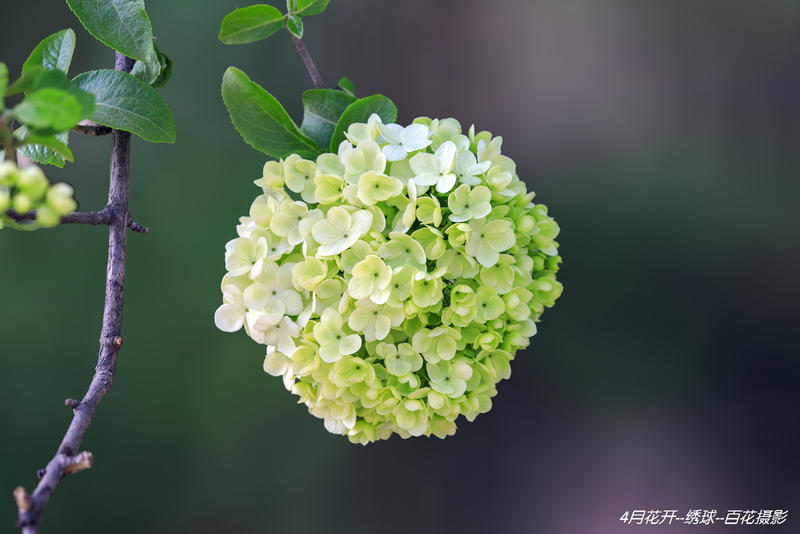 4月花开--绣球--百花摄影