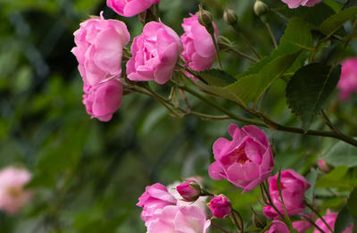 花开满京城 — 蔷薇       c