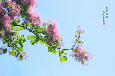 初夏黄栌树 花开灿如霞 （蔡司）