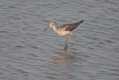 小黄脚鹬和白鹭