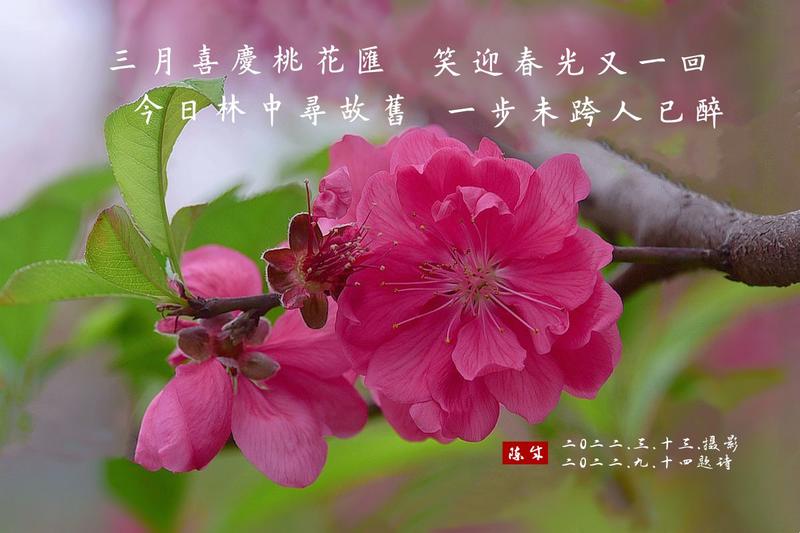 秋忆春桃红满天           2022.11.13.发表