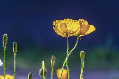 虞美人花（一）。。