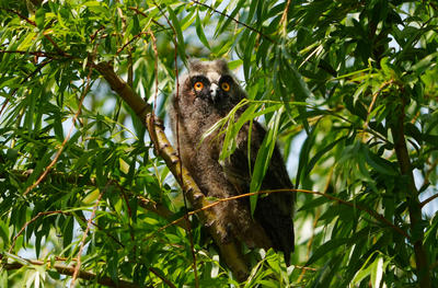 幼鸟长耳鸮