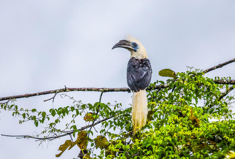 几张今年在东马沙巴、沙捞越拍的林鸟