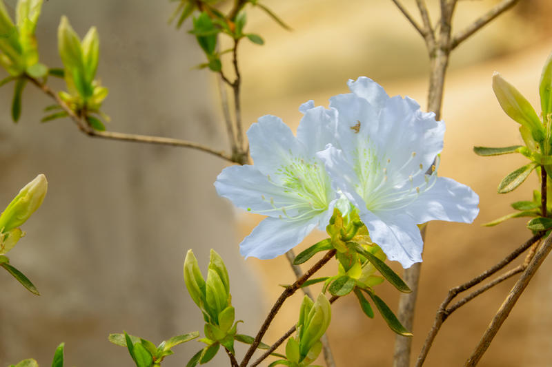 杜鹃花（白色）