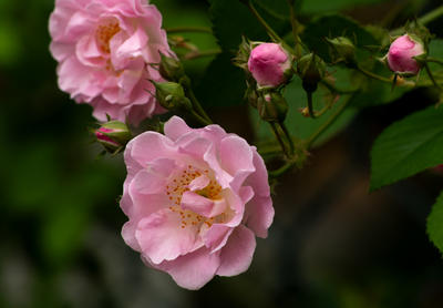 花卉 — 蔷薇      jz