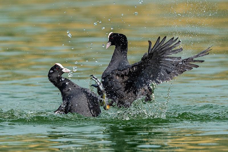 春来水畔鸟争雄，喙啄爪击战意浓。
