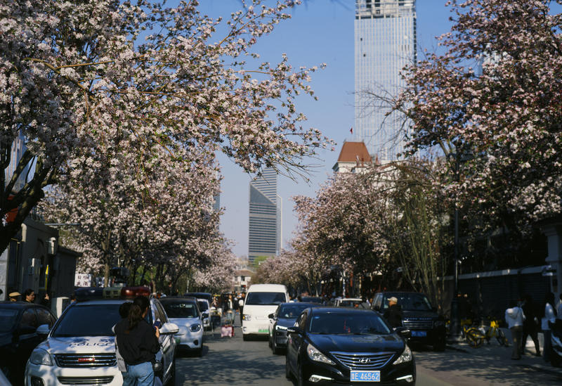 宾得67和富士690记录春天