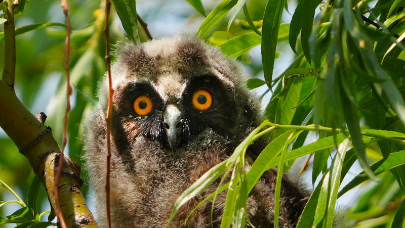 幼鸟长耳鸮