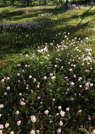 再来几张花花草草