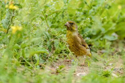 金翅雀（三）。。。