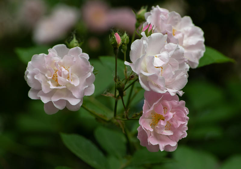 花卉 — 蔷薇      jz