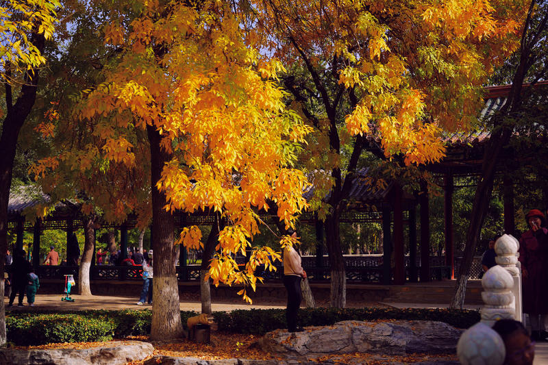 2023年的金秋——宁园的秋叶、秋色与秋韵