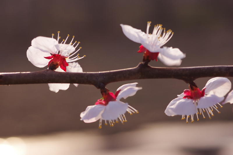 春天美丽杏花开