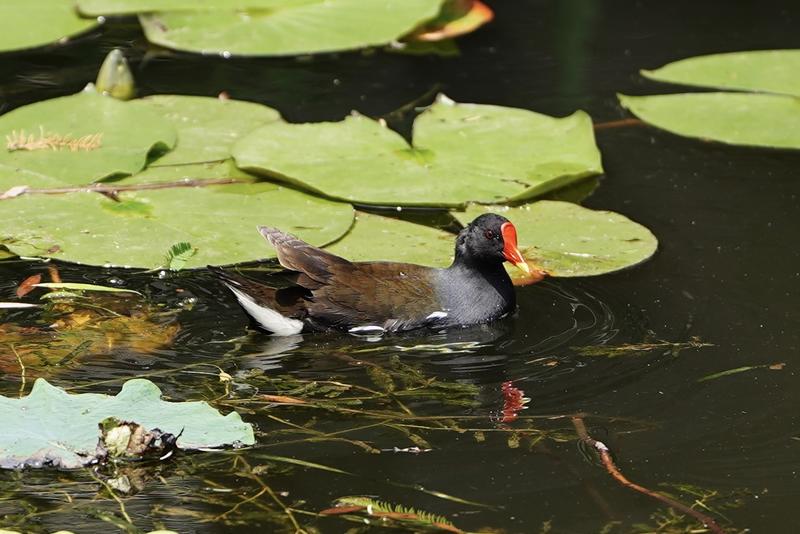 园区人工湖里的水禽