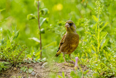金翅雀（三）。。