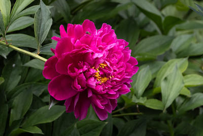 景山芍药（25.05.13）